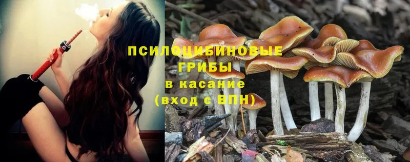 где купить наркоту  Менделеевск  Псилоцибиновые грибы Psilocybine cubensis 